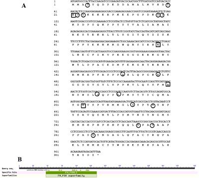 Molecular cloning, expression and functional analysis of foxl2 from Chinese sturgeon (Acipenser sinensis) in relation to sex differentiation